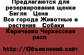Предлагаются для резервирования щенки Бигля › Цена ­ 40 000 - Все города Животные и растения » Собаки   . Карачаево-Черкесская респ.